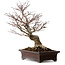 Acer palmatum Arakawa, 46 cm, ca. 25 Jahre alt, in einem handgefertigten japanischen Topf von Yamaaki, mit einem Nebari von 22 cm