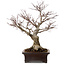 Acer palmatum Arakawa, 46 cm, ± 25 años, en una maceta japonesa hecha a mano por Yamaaki, con un nebari de 22 cm.