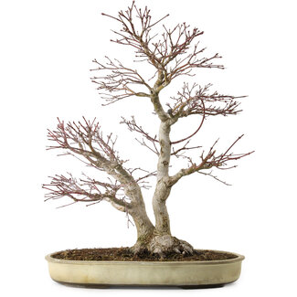 Acer palmatum, 50 cm, ± 20 Jahre alt