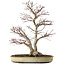 Acer palmatum, 50 cm, ± 20 ans, avec un nebari de 16 cm
