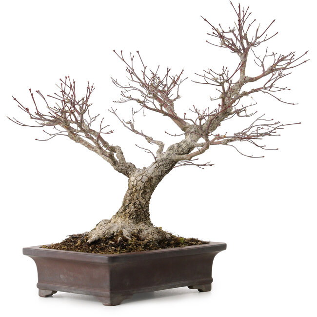 Acer palmatum Arakawa, 46 cm, ± 25 años, en una maceta japonesa hecha a mano por Yamaaki, con un nebari de 22 cm.