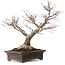 Acer palmatum Arakawa, 46 cm, ± 25 años, en una maceta japonesa hecha a mano por Yamaaki, con un nebari de 22 cm.