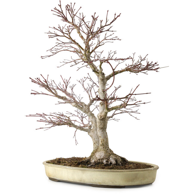Acer palmatum, 50 cm, ca. 20 Jahre alt, mit einem Wurzelhals von 16 cm