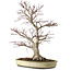 Acer palmatum, 50 cm, ± 20 anni, con nebari di 16 cm