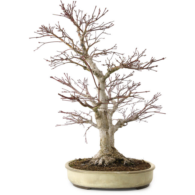 Acer palmatum, 50 cm, ca. 20 Jahre alt, mit einem Wurzelhals von 16 cm
