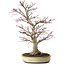 Acer palmatum, 50 cm, ± 20 ans, avec un nebari de 16 cm