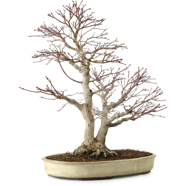 Acer palmatum, 50 cm, ± 20 anni, con nebari di 16 cm