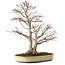 Acer palmatum, 50 cm, ca. 20 Jahre alt, mit einem Wurzelhals von 16 cm