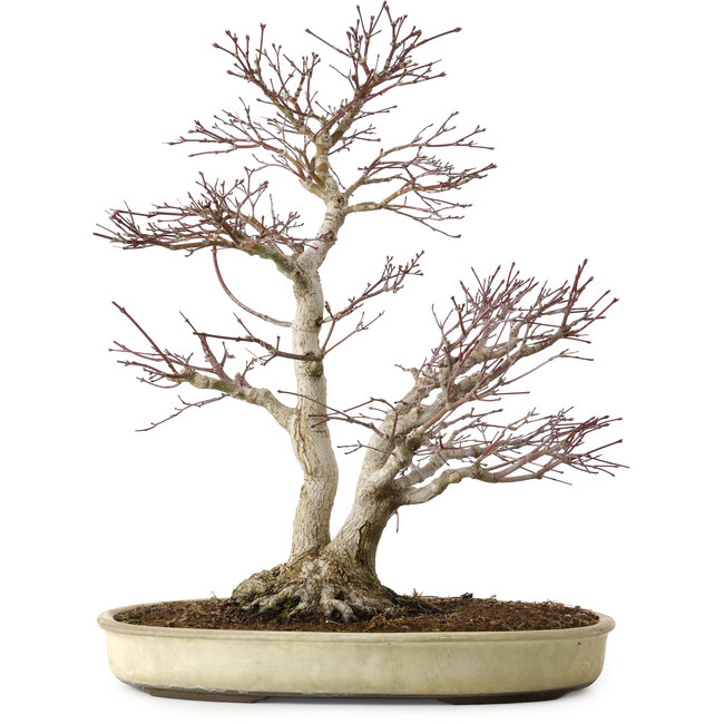 Acer palmatum, 50 cm, ca. 20 Jahre alt, mit einem Wurzelhals von 16 cm