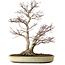 Acer palmatum, 50 cm, ± 20 años, con un nebari de 16 cm