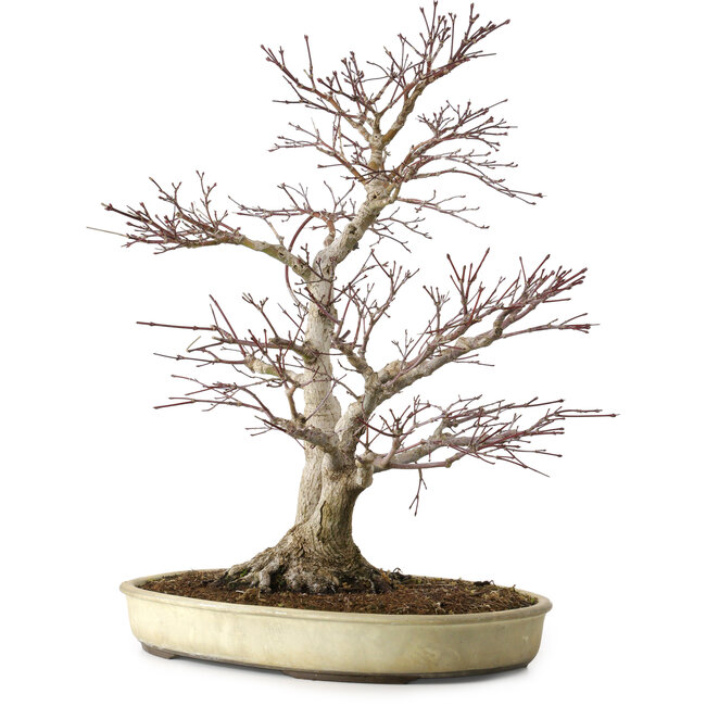 Acer palmatum, 50 cm, ± 20 años, con un nebari de 16 cm