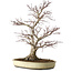 Acer palmatum, 50 cm, ± 20 years old, with a nebari of 16 cm