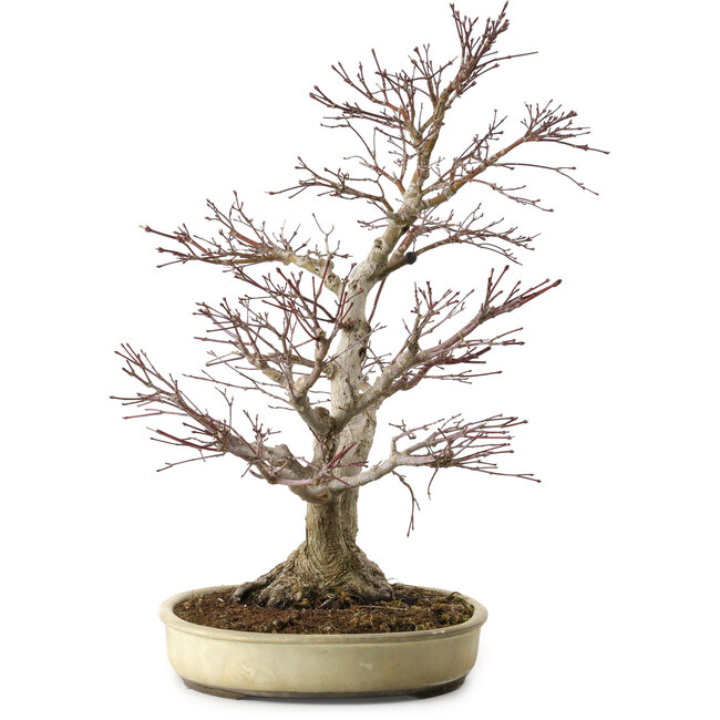 Acer palmatum, 50 cm, ± 20 years old, with a nebari of 16 cm