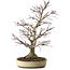 Acer palmatum, 50 cm, ± 20 anni, con nebari di 16 cm