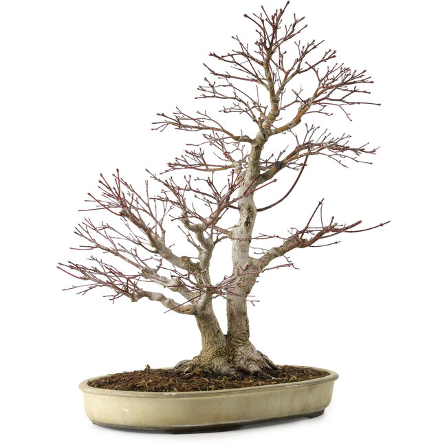 Acer palmatum, 50 cm, ± 20 ans, avec un nebari de 16 cm