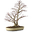 Acer palmatum, 50 cm, ca. 20 Jahre alt, mit einem Wurzelhals von 16 cm