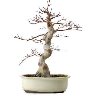 Acer palmatum, 40 cm, ± 15 Jahre alt