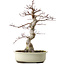 Acer palmatum, 40 cm, ca. 15 Jahre alt, mit einem Wurzelhals von 12 cm