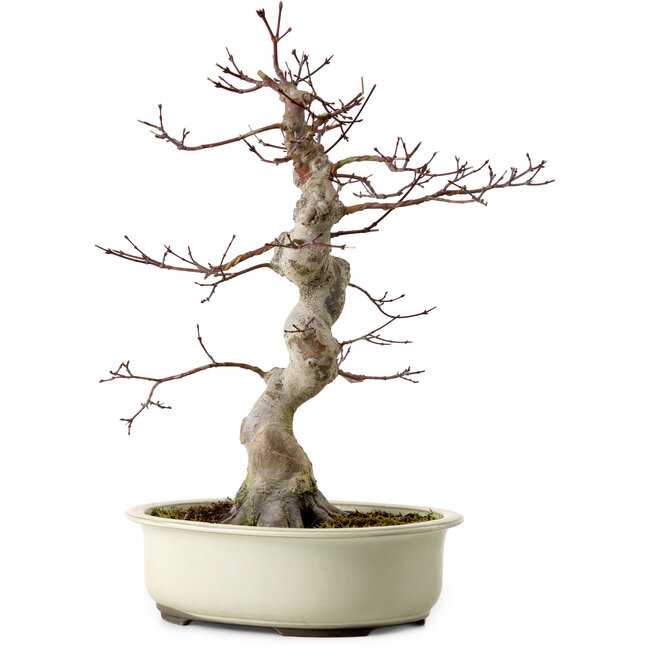 Acer palmatum, 40 cm, ca. 15 Jahre alt, mit einem Wurzelhals von 12 cm