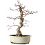 Acer palmatum, 40 cm, ca. 15 Jahre alt, mit einem Wurzelhals von 12 cm