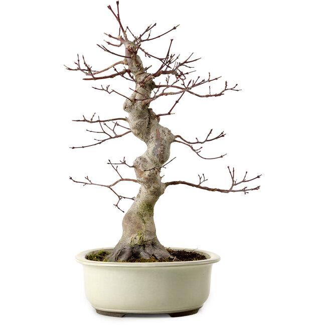 Acer palmatum, 40 cm, ± 15 years old, with a nebari of 12 cm