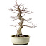 Acer palmatum, 40 cm, ca. 15 Jahre alt, mit einem Wurzelhals von 12 cm