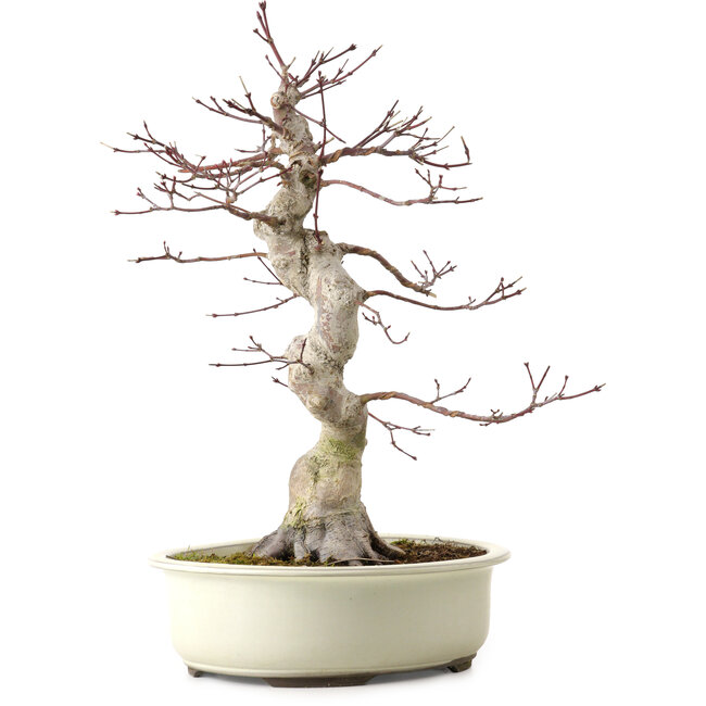 Acer palmatum, 40 cm, ± 15 ans, avec un nebari de 12 cm