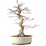 Acer palmatum, 40 cm, ca. 15 Jahre alt, mit einem Wurzelhals von 12 cm