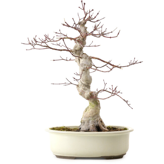 Acer palmatum, 40 cm, ± 15 years old, with a nebari of 12 cm