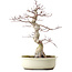 Acer palmatum, 40 cm, ± 15 años, con un nebari de 12 cm