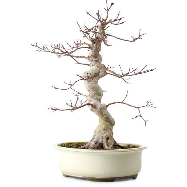 Acer palmatum, 40 cm, ca. 15 Jahre alt, mit einem Wurzelhals von 12 cm