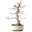 Acer palmatum, 40 cm, ca. 15 Jahre alt, mit einem Wurzelhals von 12 cm