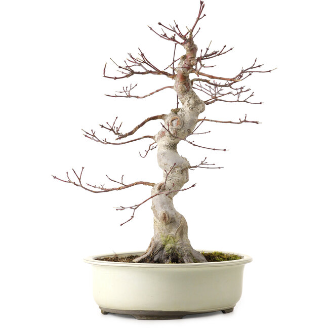 Acer palmatum, 40 cm, ± 15 anni, con nebari di 12 cm