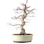 Acer palmatum, 40 cm, ca. 15 Jahre alt, mit einem Wurzelhals von 12 cm