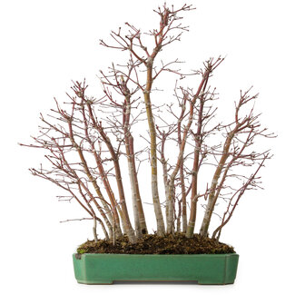 Acer palmatum, 50 cm, ± 15 ans