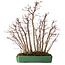 Acer palmatum, 50 cm, environ 15 ans, dans un pot cassé