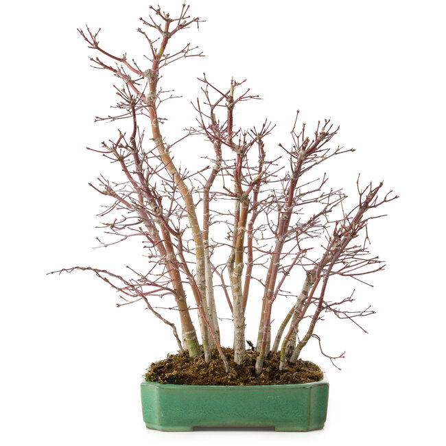 Acer palmatum, 50 cm, ± 15 años, en una maceta rota.