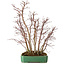 Acer palmatum, 50 cm, ± 15 years old, in a broken pot