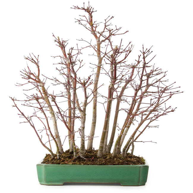 Acer palmatum, 50 cm, ± 15 years old, in a broken pot