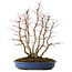 Acer palmatum, 44 cm, ± 15 Jahre alt, mit einem Wurzelhals von 13 cm