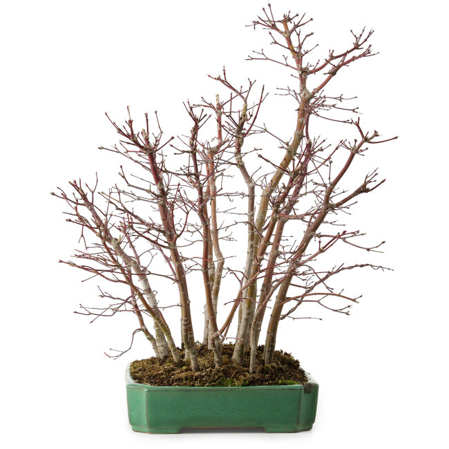 Acer palmatum, 50 cm, environ 15 ans, dans un pot cassé