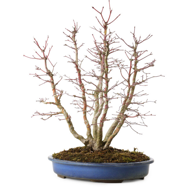 Acer palmatum, 44 cm, ± 15 Jahre alt, mit einem Wurzelhals von 13 cm