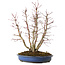 Acer palmatum, 44 cm, ± 15 Jahre alt, mit einem Wurzelhals von 13 cm