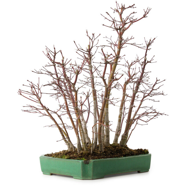 Acer palmatum, 50 cm, ± 15 años, en una maceta rota.