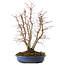 Acer palmatum, 44 cm, ± 15 Jahre alt, mit einem Wurzelhals von 13 cm