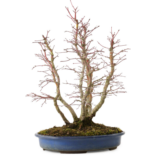 Acer palmatum, 44 cm, ± 15 ans, avec un nebari de 13 cm