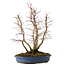 Acer palmatum, 44 cm, ± 15 Jahre alt, mit einem Wurzelhals von 13 cm
