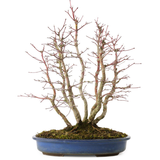 Acer palmatum, 44 cm, ± 15 years old, with a nebari of 13 cm