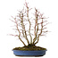 Acer palmatum, 44 cm, ± 15 years old, with a nebari of 13 cm