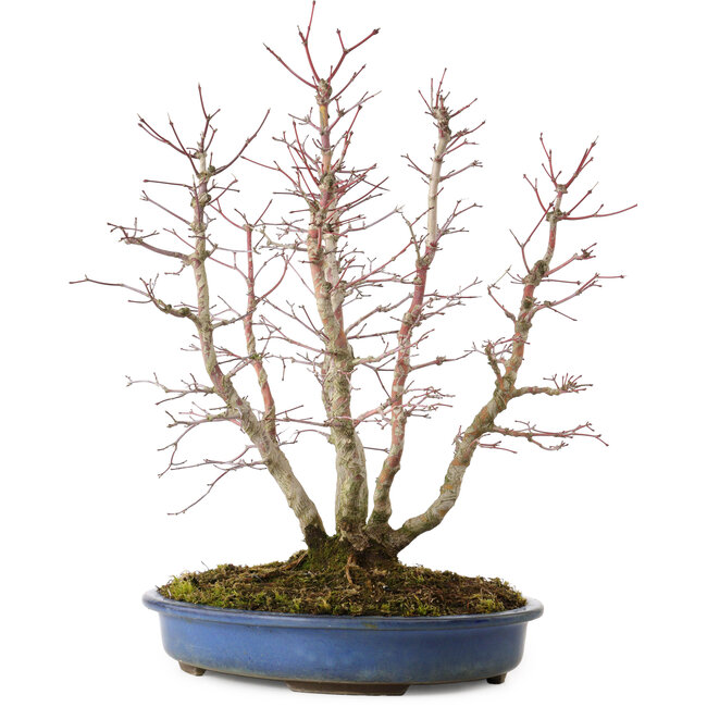 Acer palmatum, 44 cm, ± 15 Jahre alt, mit einem Wurzelhals von 13 cm